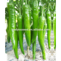 MP031 Fuqi high resistant disease dark green hybrid pepper seeds